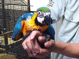 Ara Ararauna Papillero